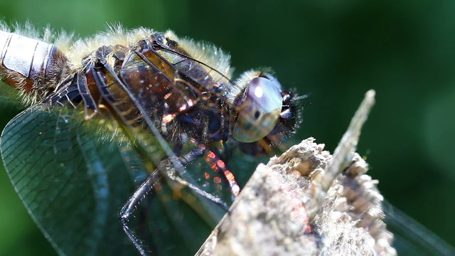 Plattbauch - Libellula depressa - Supermakroaufnahme