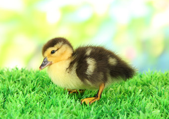 Cute duckling on green grass, on bright background