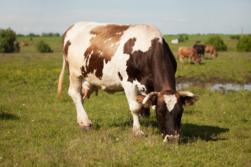 Fototapeta na wymiar Large cow is grazing in the meadow