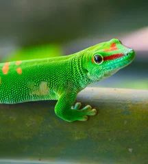 Papier Peint photo autocollant Caméléon Green gecko