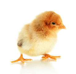 Little chicken isolated on white