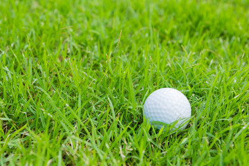golf ball in the rough