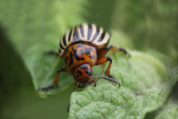 Colorado beetle eating potato leaf extreme close-up photo