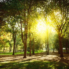 Obraz premium Trees in Central Park New York, USA.