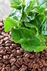 Kaffee und Kaffeepflanze