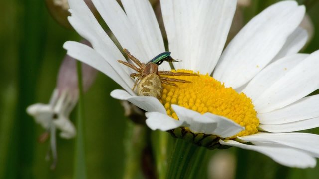 araign&eacute;e crabe