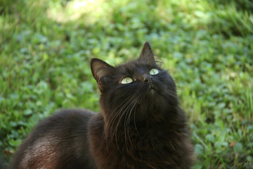 chat