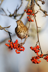 Song thrush, Turdus philomelos