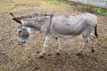 Donkey