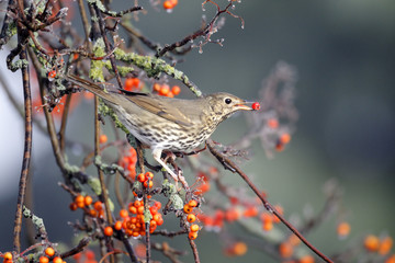 Song thrush, Turdus philomelos
