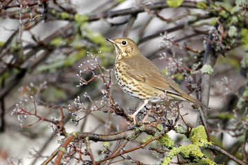 Song thrush, Turdus philomelos