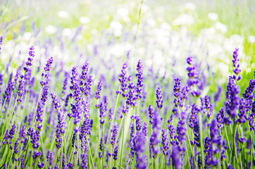 Obraz na płótnie Canvas Spring field with lavender flowers
