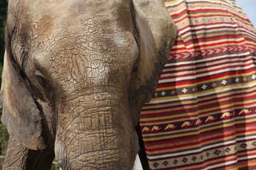 éléphant d'Annibal