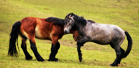 Obraz premium two horses landsape