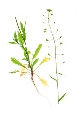 Gewöhnliches Hirtentäschel (Capsella bursa-pastoris)