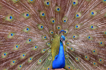 Obraz premium peacock