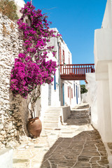 Fototapeta premium Tradycyjna grecka aleja na wyspie Sifnos, Grecja