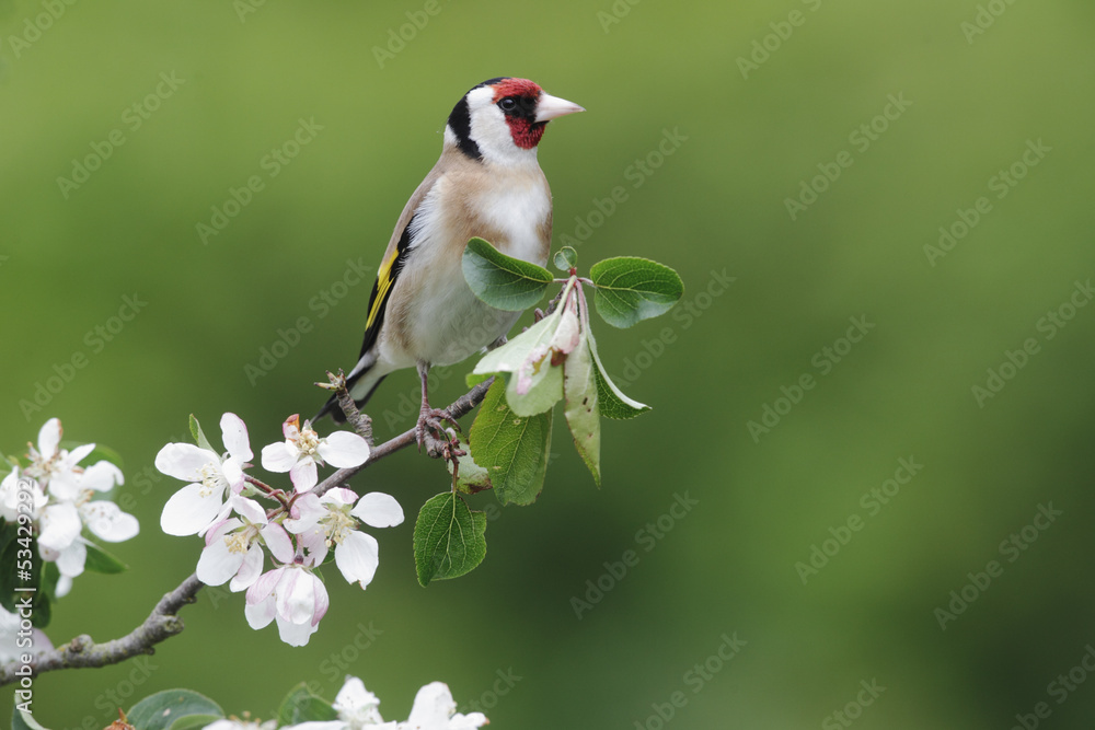 Sticker Goldfinch, Carduelis carduelis,