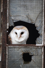 Barn owl, Tyto alba, old iron and glass window