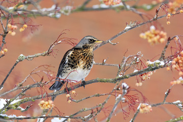 Fieldfare, Turdus pilaris, rowan berries