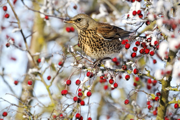 Fieldfare, Turdus pilaris, rowan berries