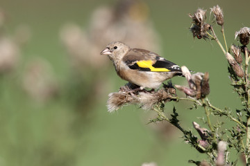 Goldfinch, Carduelis carduelis, immature bird