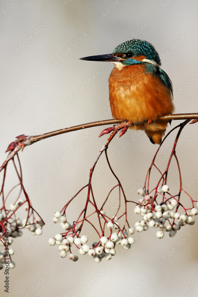 Poster Kingfisher, Alcedo atthis