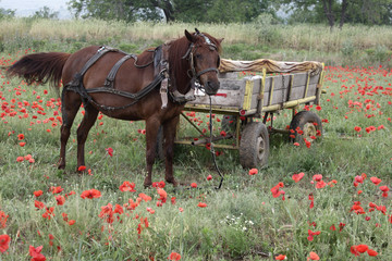 Domestic horse, equus caballus, poppy field