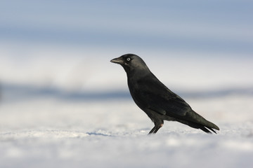 Jackdaw, Corvus monedula,