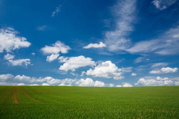 lovely summer field with blue sky