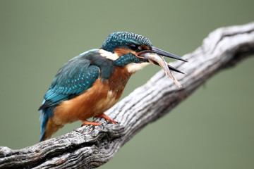 Kingfisher, Alcedo atthis,