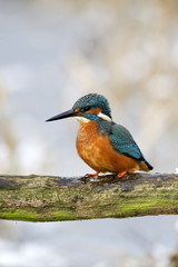 Kingfisher, Alcedo atthis,