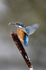 Kingfisher, Alcedo atthis,