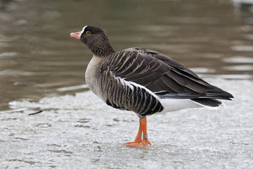 Lesser white-fronted goose, Anser erythropus, 