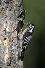 Lesser-spotted woodpecker, Dendrocopos minor, female