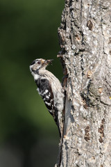 Lesser-spotted woodpecker, Dendrocopos minor, female