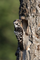 Lesser-spotted woodpecker, Dendrocopos minor, female
