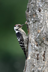 Lesser-spotted woodpecker, Dendrocopos minor, male