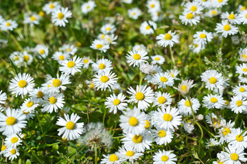 Composition of chamomile in a grass