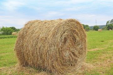 Hay bales on the field after harvest