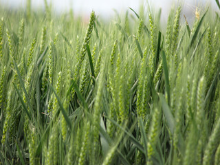 green wheat field