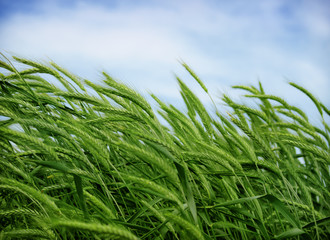 green wheat field