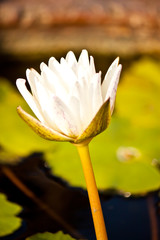 beauty of lotus