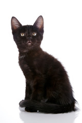 Black small kitten.