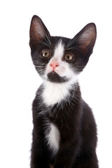 Portrait of a black and white kitten.