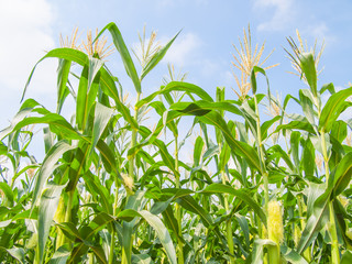 corn field, farm corn
