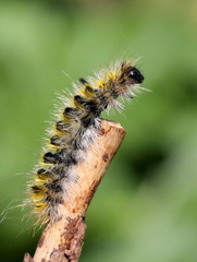 Caterpillar on a Branch