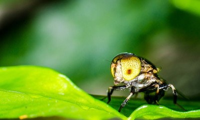 fly