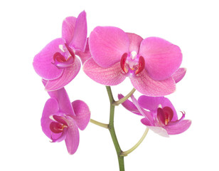 Fototapeta na wymiar Pink orchid flowers
