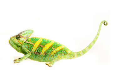 chameleon © fotodaocomua